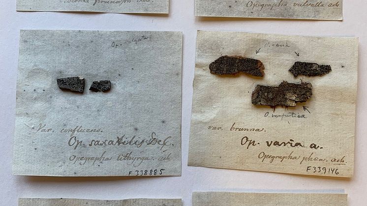 sex föremål samlade på ett ark.jpg