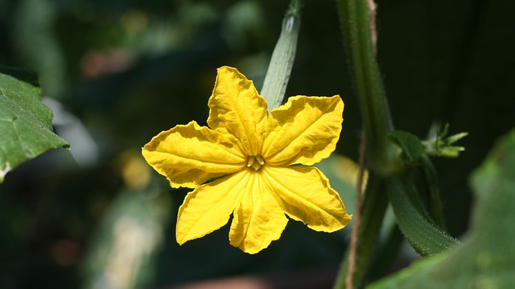 gurkblomma.jpg