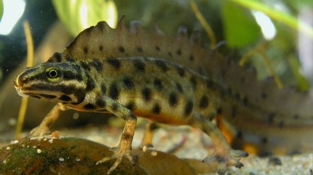 Mindre vattensalamander