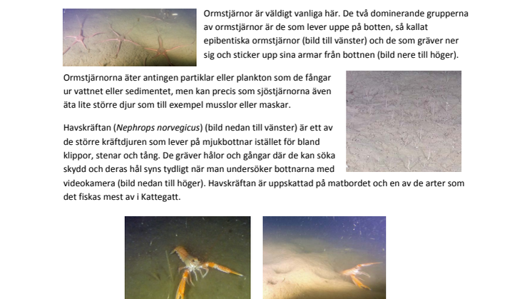 Information om områdets bottendjur