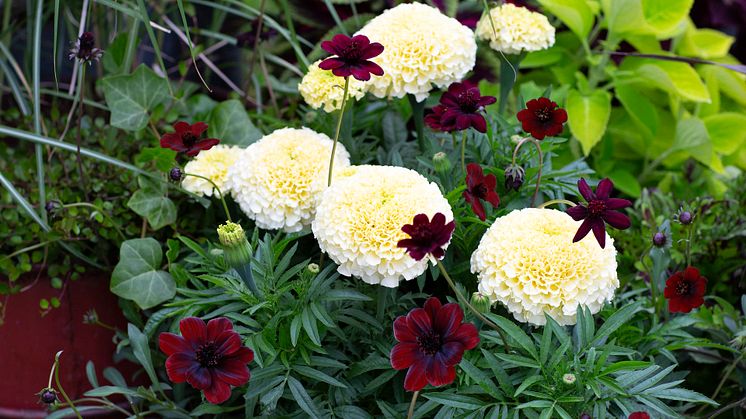HR7_Chokladskära Tagetes Vanilla Miscanthus Muehlenbeckia Plectranthus 2