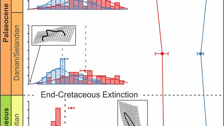 Analytical graph depicting diversity profiles of sharks across the mass extinction event.