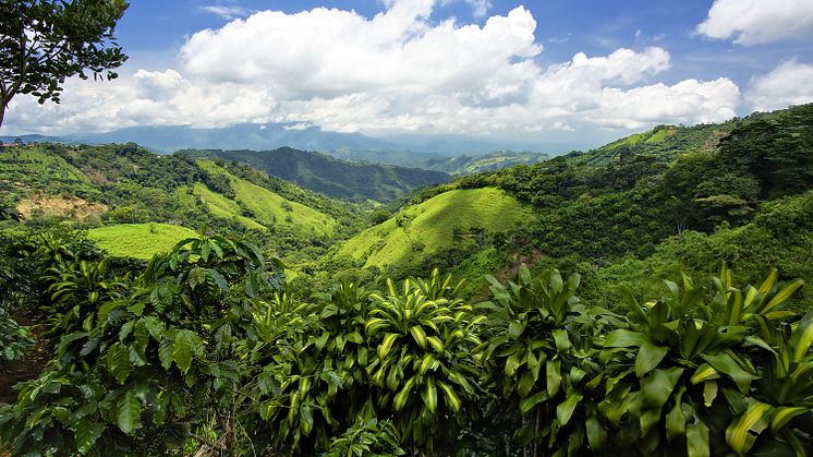 Forest Day Costa Rica