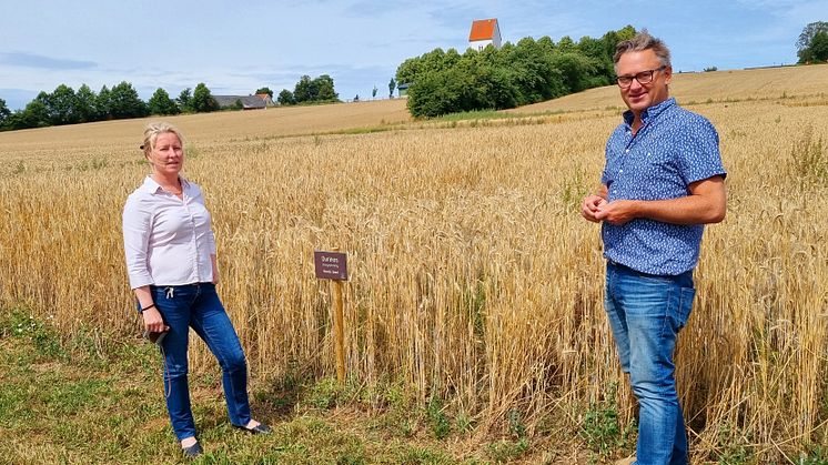 Jörgen Hansson och Helene Sollerhed på Pågens testodling intill Lilla Harrie Valskvarn