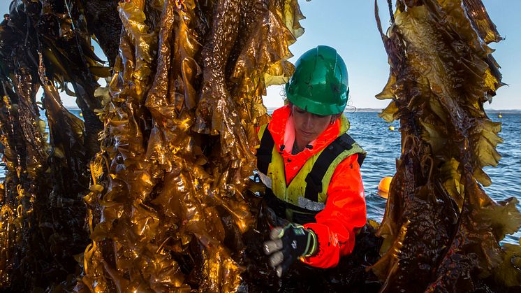 Foto: Illustrasjonsfoto Seaweed Solutions AS