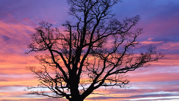 Stiftelsen Norsk Institutt for Naturforskning NINA får støtte til å bedre tilstanden til hule eiker i Follo-regionen ved hjelp av elever fra videregående skole. (Foto: Ruben E. Roos)