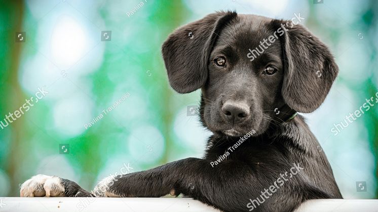 stock-photo-cute-puppy-as-a-model-552235795.jpg