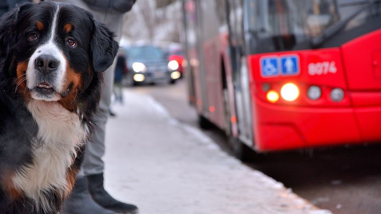 Svevia bygger trygga busshållplatser vid Norra Sköndal för att öka tillgängligheten och förbättra säkerheten för oskyddade trafikanter. 