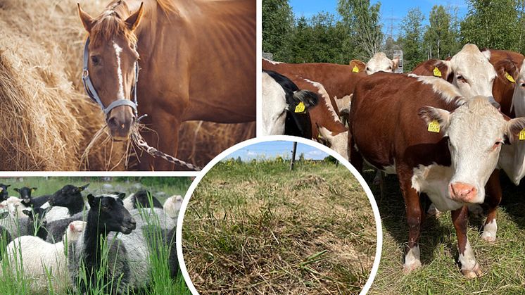 Foto: Kollage med bilder från Mostphotos