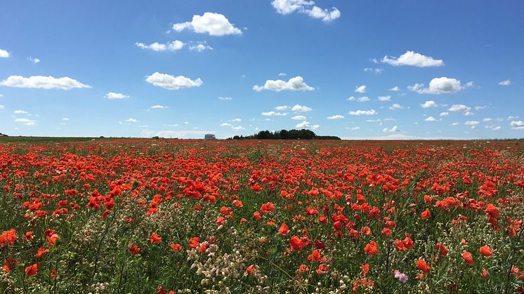 Gotländska vildblommor på ängar och vägrenar ger bina mat