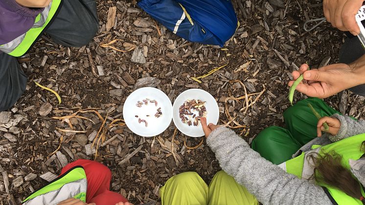 Barn från Sorgenfri förskola repar bönor som sedan ska torkas och användas till odling, i skolträdgården hos stiftelsen Botildenborg, Malmö.