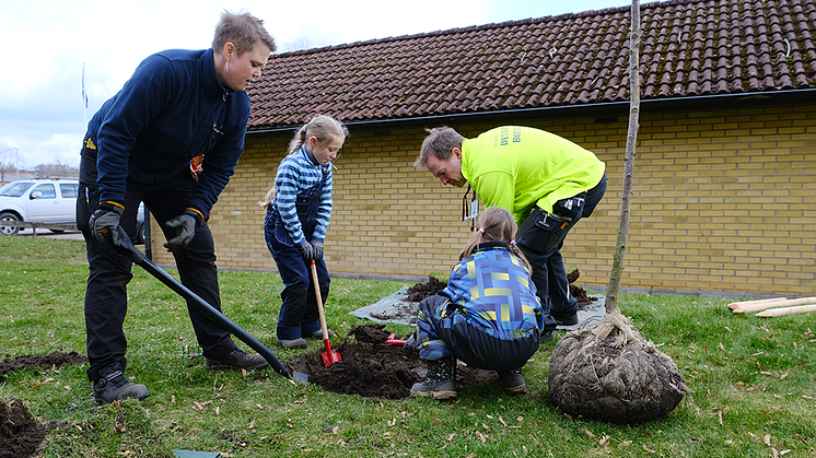 Ängelholmshem planterar sina första träd tillsammans med Ängelholms kommun. 1000 träd under tio år ska planteras. På bilden syns Anna Visala och Mattias Bokelund från Ängelholmshem tillsammans med barnen Ella Bokelund (ståendes) och Tyra Visala.