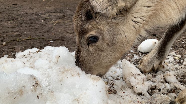En av fjolårets renkalvar möter snö för första gången.