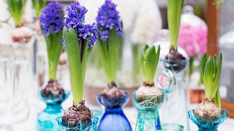 6 enkla pysseltips med hyacinter för vackra blomsterarrangemang