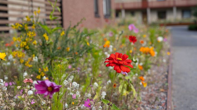 Blommor