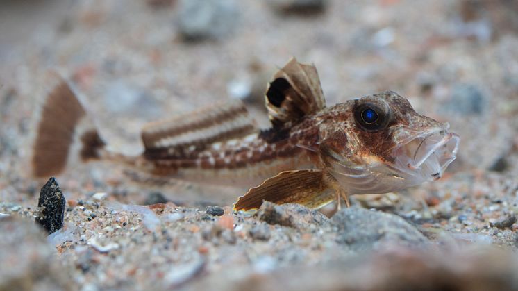 Knot hel fisk gapar foto Roger Jansson ROJA.jpg