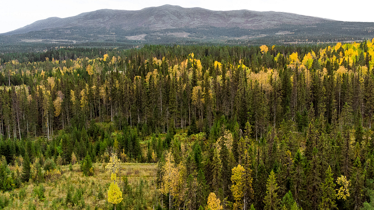 Ockå ångsåg skogsinnehav