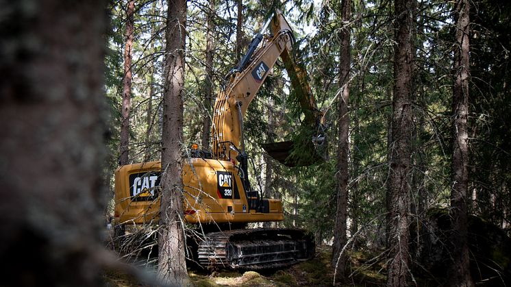 Cat 320_Skogens konung