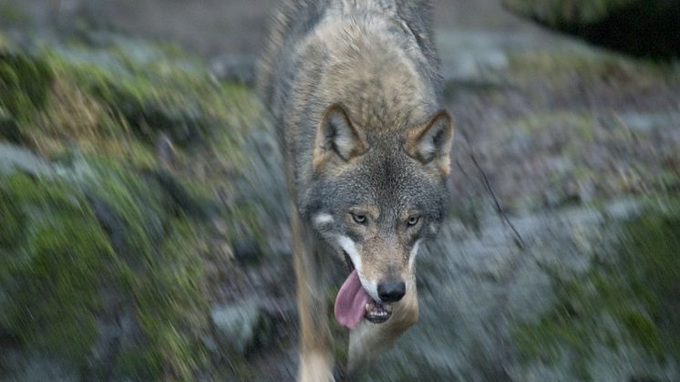 Vilka andra lämpliga lösningar stoppar en hungrig varg? (Foto: Jens C Hilner/mostphotos.com)