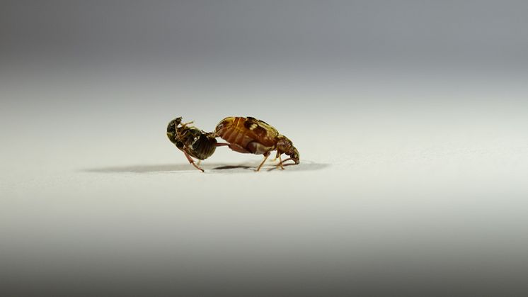En Callosobruchus maculatus-hane (vänster) försöker para sig med en hona (höger), men avvisas. Foto: Mareike Koppik