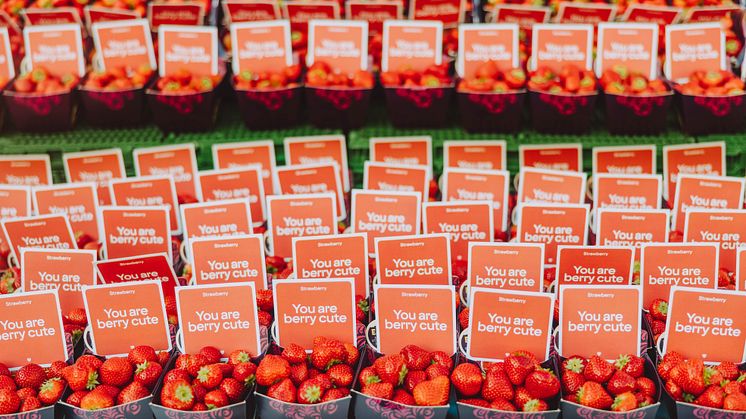 Strawberry launch 3