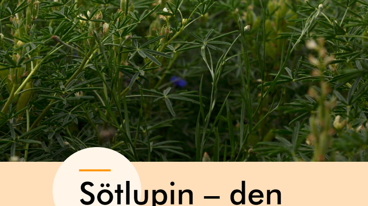Sötlupin – den nordiska sojan?
