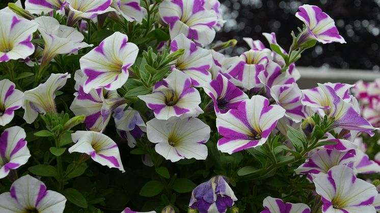 Petunia ´Peppy Lavender´