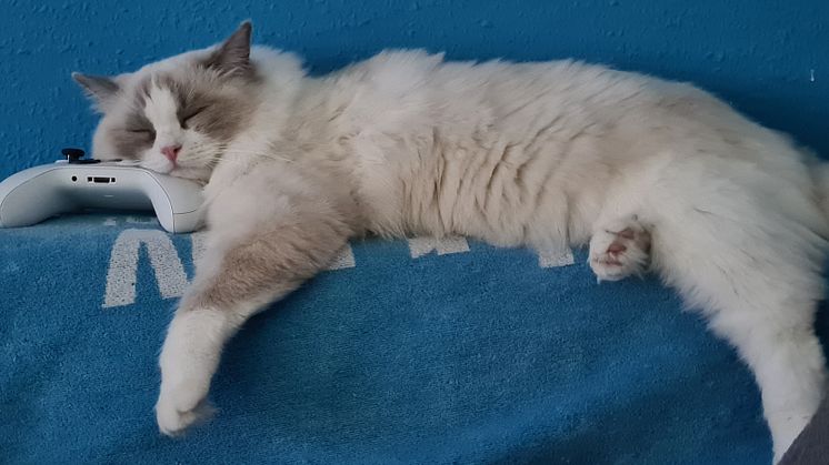 Die schönste Katze Deutschlands Nero in einer seiner bekannten, ungewöhnlichen Schlafposition.jpg