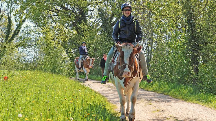 Kuhreiten in Hemishofen (Ostschweiz)