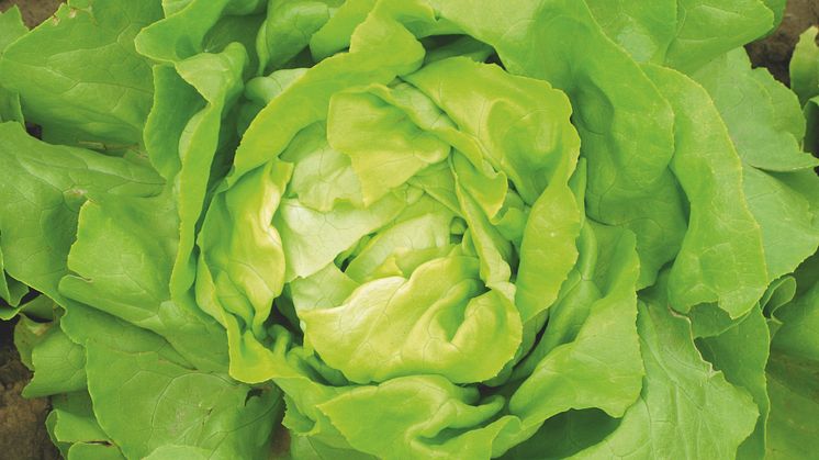 Snart blir det salat i vaskekjelleren på Sinsen. Foto: iStockphoto