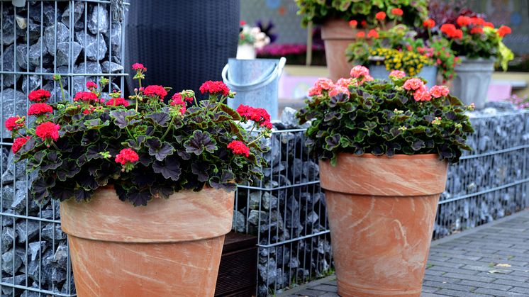 Pelargon ´Brocade´ - Skönheten sitter i bladet - Pelargonens blomma lyser genom kontrastverkan