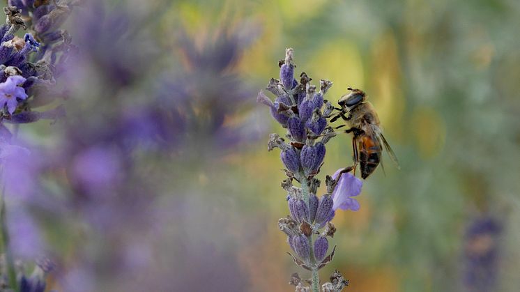 Ett vildbi äter sig mätt på lavendel. Foto: Anna Lind Lewin.