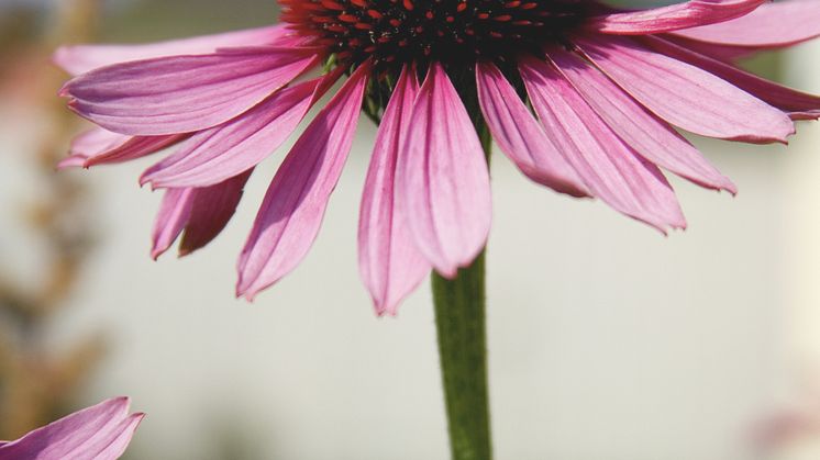 Rudbeckia - röd solhatt
