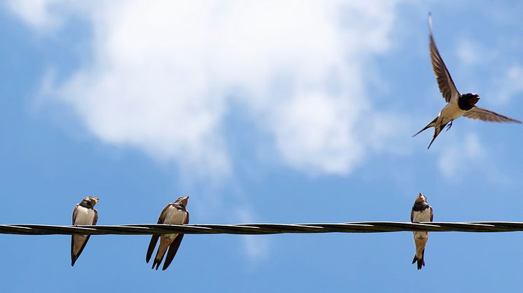 Content Marketing in 140 Zeichen