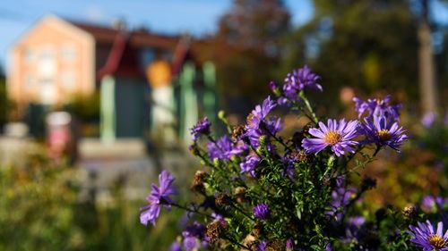 _dsc7165-lila-blommor