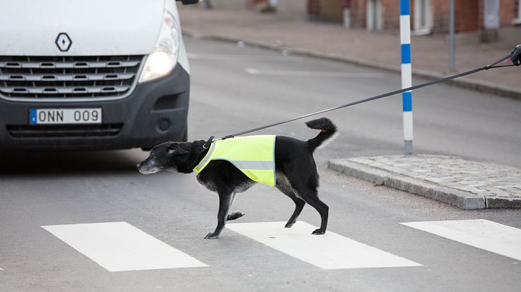 •Se till att du och hunden har reflexer när det blir skymning och mörkt ute. Tänk på att använda reflexer som syns både framifrån och bakifrån.