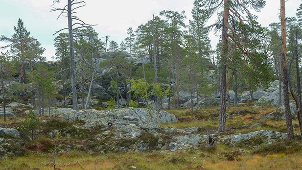Tallskog på hällmarker öster om Grundagssätern i Idre.