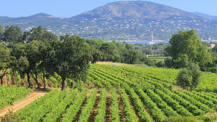 Château Minutys vinodlingar med utsikt över St Tropez-bukten
