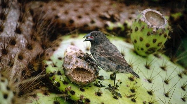 Kaktusfink som födosöker på Opuntia kaktus. Foto: Lukas Keller.