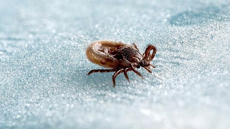 Fästingarna har vaknat! Rekordmånga fall av TBE i Dalarna
