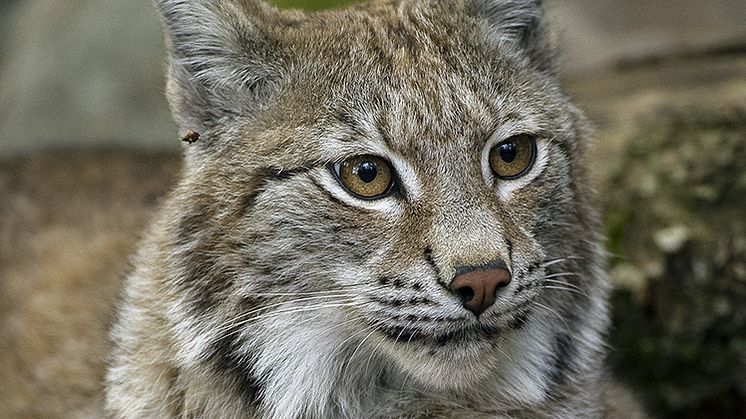 Lodjursjakten är avslutad i Skaraborg. Foto: Ola Lennersten