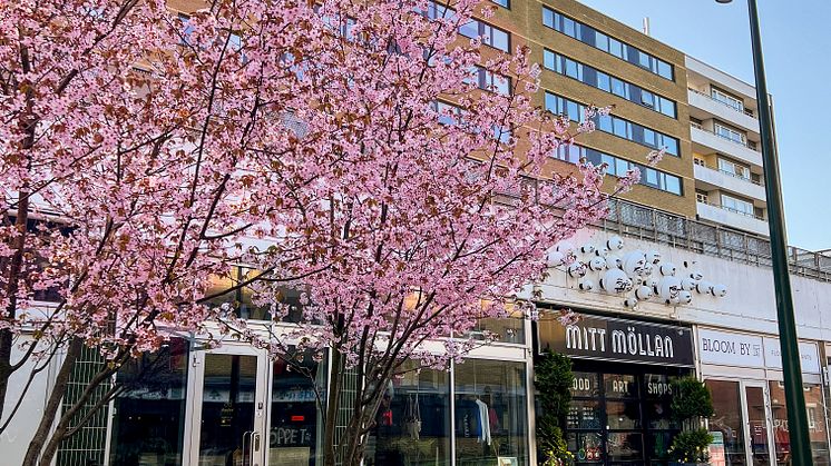 Mitt Möllans entree på Claesgatan