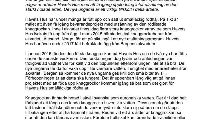 Nya knaggrockeungar födda på Havets Hus 