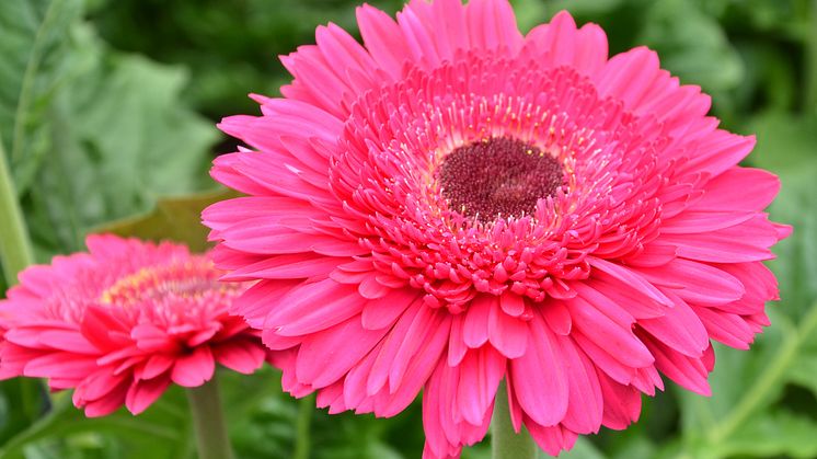 Patio Gerbera