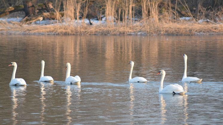 Weiße Sänger: Singschwäne im Nationalpark Unteres Odertal. Foto: Anja Warning (tmu GmbH)
