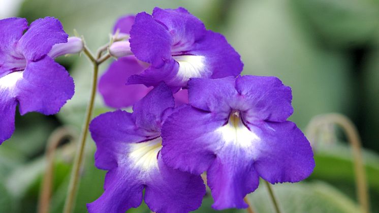 Streptocarpus Heidi