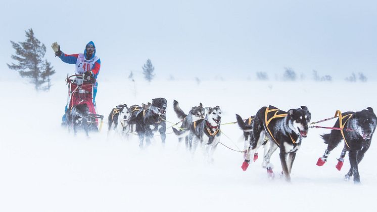 De tøffeste hundekjørerne skal kjøre 636 km under Femundløpet. Når de ankommer Trysil har de kjørt 224 km. Foto: Femundløpet