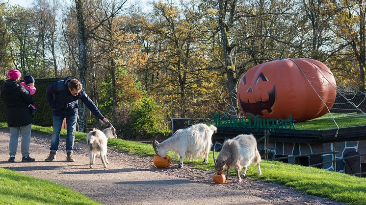 Tusentals pumpor pyntar Skånes Djurpark, även getterna uppskattar dekorationerna.