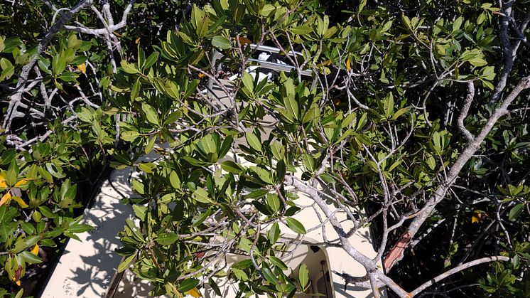 Hi-res image - ACR Electronics - Frank Boyar's flats skiff suspended in the mangroves