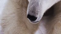 Namnge en isbjörn! Hjälp Världsnaturfonden WWF och Canon att döpa två isbjörnshonor